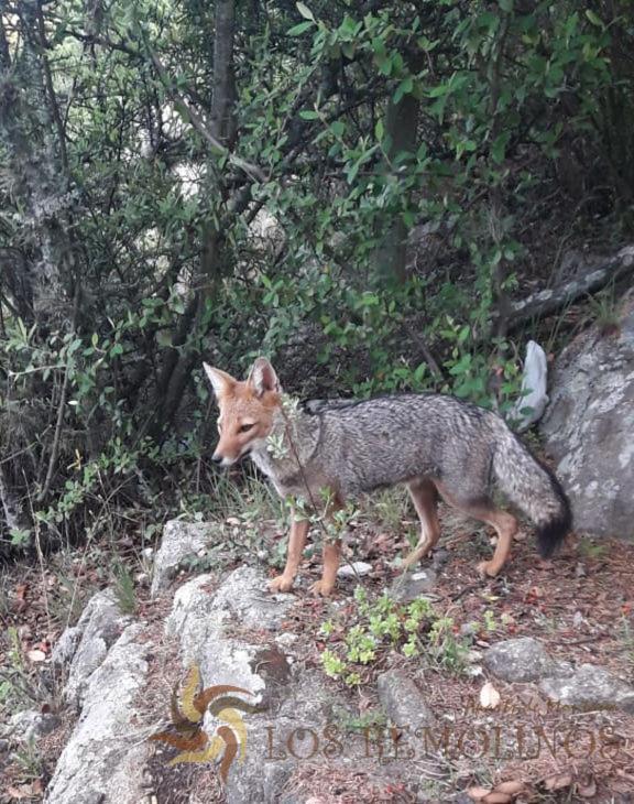 Los Remolinos Merlo Buitenkant foto
